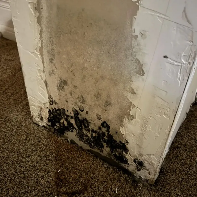 Professional Mold Removal in Newtown, CT